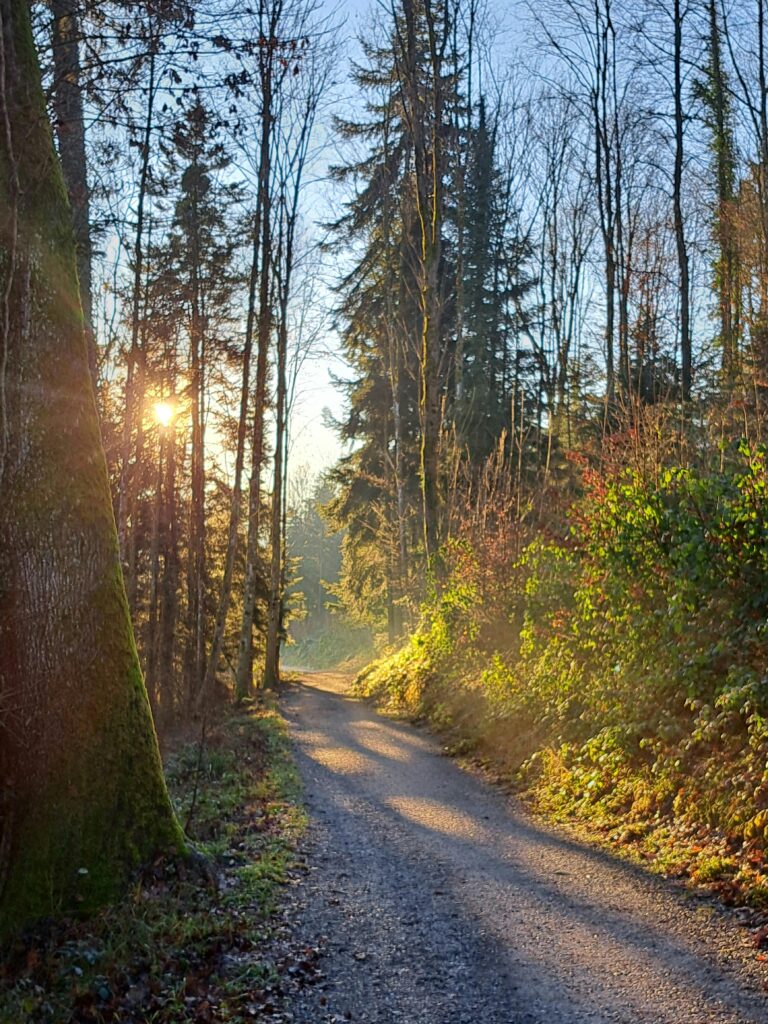 Tranquil forest path illuminated by morning sun rays filtering through the trees.